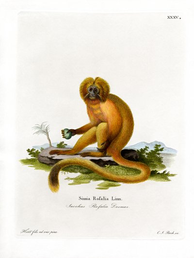 Golden Lion Tamarin (farvet gravering) af German School