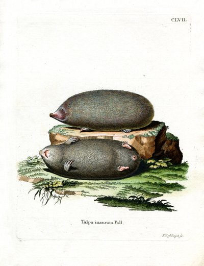 Golden Mole (farvet gravering) af German School