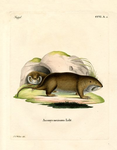 Gopher (farvet gravering) af German School