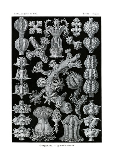 Gorgonida, 1899-1904 af German School