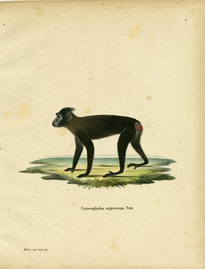 Gorontalo Macaque (farvet gravering) af German School