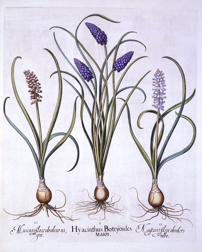 Grape Hyacinths, fra Hortus Eystettensis, af Basil Besler (1561-1629), pub. 1613 (håndfarvet gravering) af German School