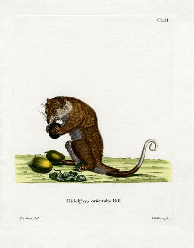 Grå Cuscus (farvet gravering) af German School