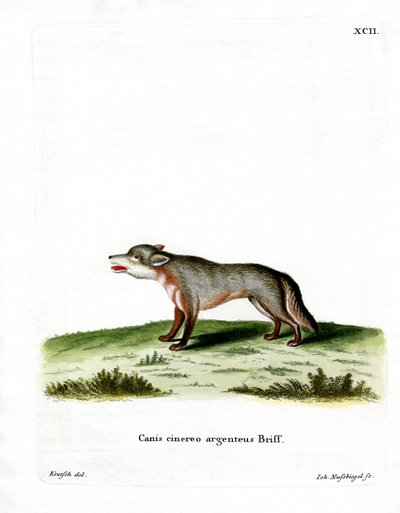 Grey Fox (farvet gravering) af German School