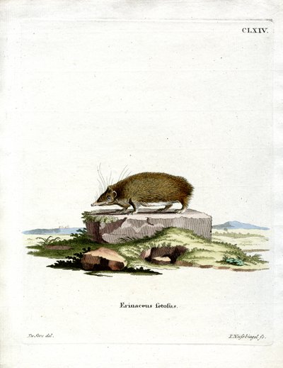 Greater Hedgehog Tenrec (farvet gravering) af German School