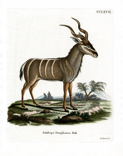 Greater Kudu (farvet gravering) af German School