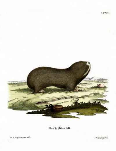 Greater Mole Rat (farvet indgravering) af German School