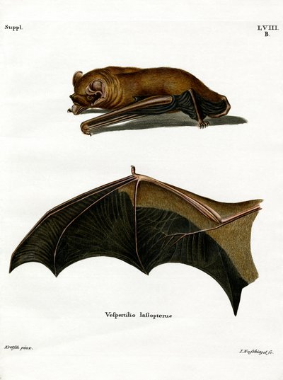 Greater Noctule Bat (farvet indgravering) af German School