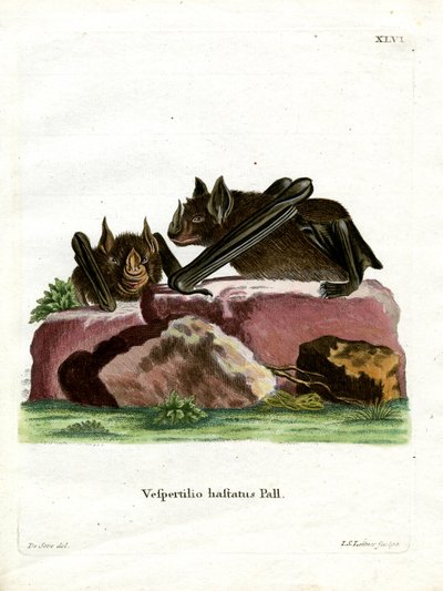 Greater Spear-nosed Bat (farvet indgravering) af German School