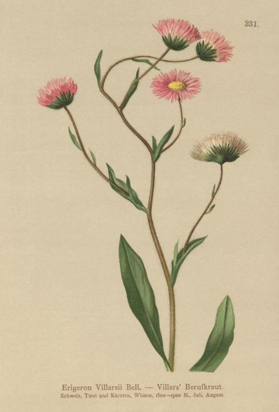 Græsk Loppe (Erigeron Villarsii, Erigeron atticus) af German School