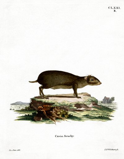 Grøn Acouchi (farvet gravering) af German School