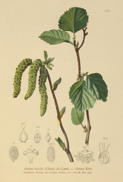 Green Alder (Alnus viridis) af German School