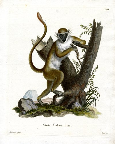 Green Monkey (farvet gravering) af German School