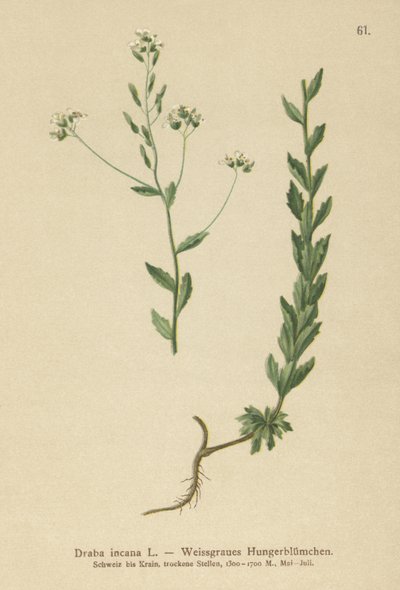 Grå hvidgræs (Draba incana,) af German School
