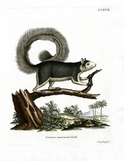 Grizzled Giant Squirrel (farvet gravering) af German School