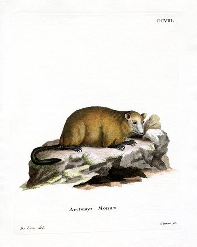 Groundhog (farvet gravering) af German School