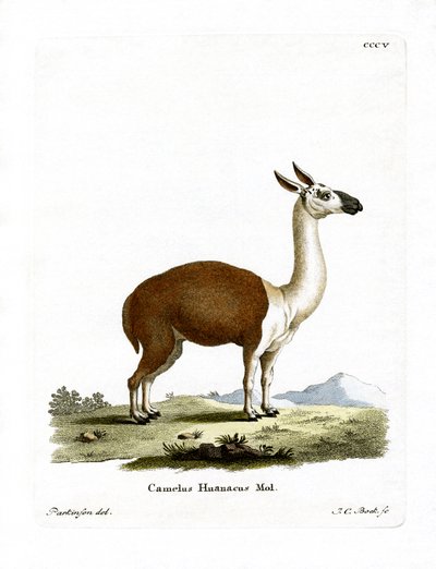 Guanaco (farvet gravering) af German School