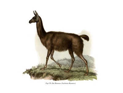 Guanaco, 1860 af German School