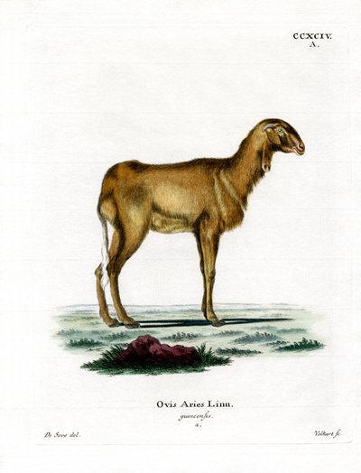 Guinea får (farvet gravering) af German School