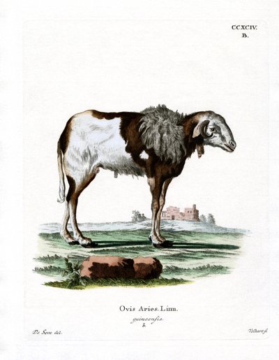 Guinea får (farvet gravering) af German School