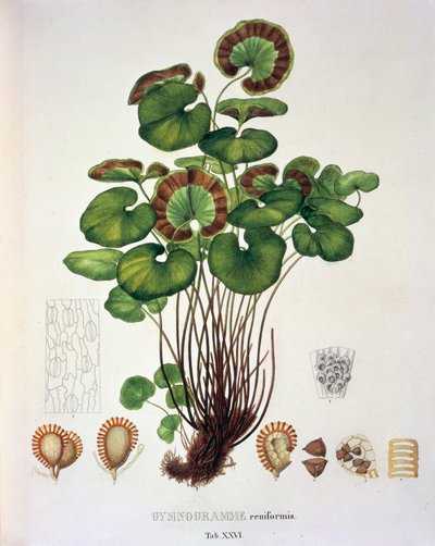 Gymnogramme Reniformis, bord XXVI fra 