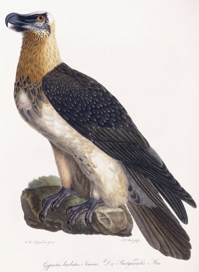Gypaetus barbatus Sonninidani af German School