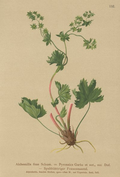 Hårløs ladys Mantle (Alchemilla fissa, Alchemilla Pyrenaica) af German School