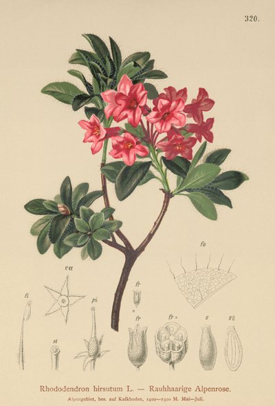 Håret alpe-rose (Rhododendron hirsutum) af German School
