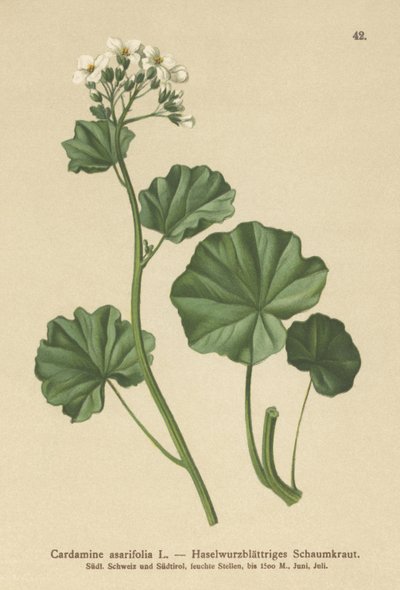 Håret Bitterkarse (Cardamine asarifolia) af German School