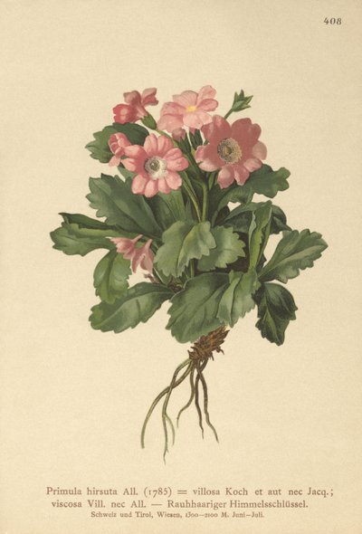 Håret Primula hirsuta (Primula hirsuta) af German School