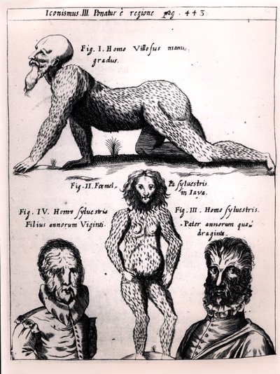 Behåret mand og vild mand, illustration fra Physica Curiosa af Gaspar Schott (1608-66) af German School