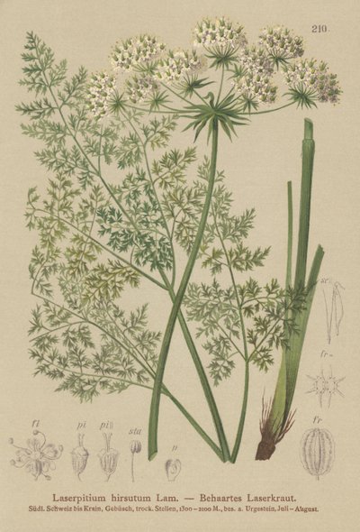 Hallers Sermountain (Laserpitium hirsutum, Laserpitium halleri, Laserpitium panax) af German School