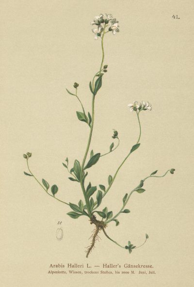 Hallers Vægkarse (Arabis Halleri) af German School