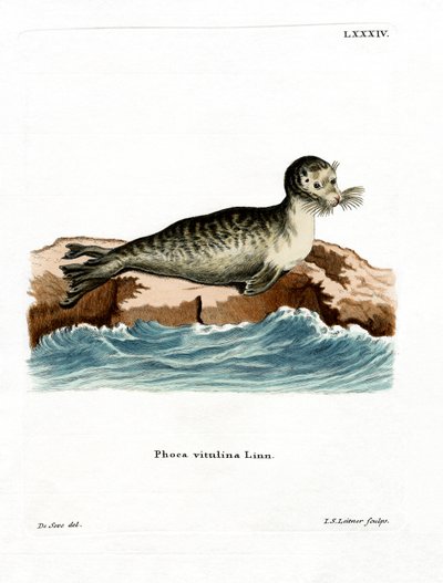 Harbour Seal (farvet gravering) af German School