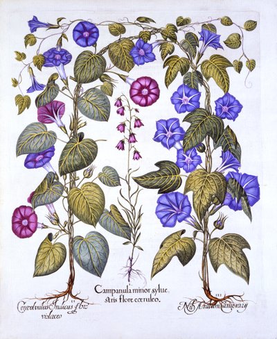 Harebell and Convovulus, fra Hortus Eystettensis, af Basil Besler (1561-1629), pub. 1613 (håndfarvet gravering) af German School