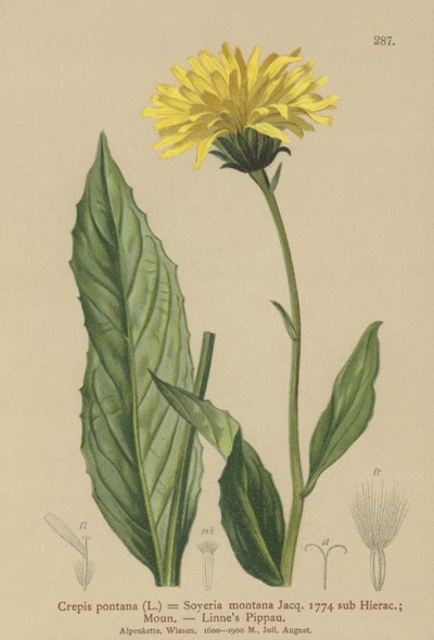 Høgskæg (Crepis bocconi, Crepis pontana, Crepis montana, Hieracium montanum, Soyeria montana) af German School