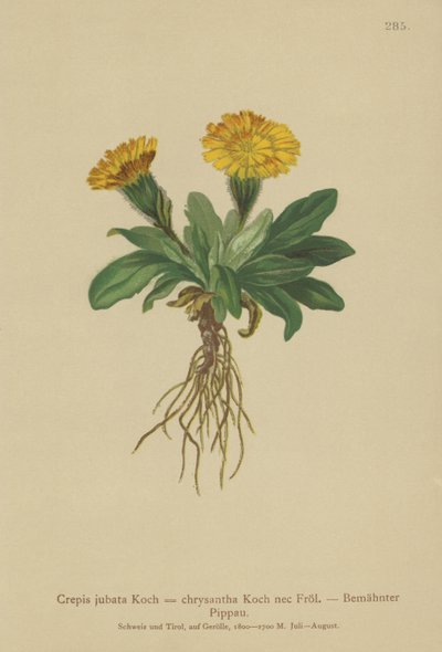 Høgeurt (Crepis jubata, Crepis rhaetica) af German School