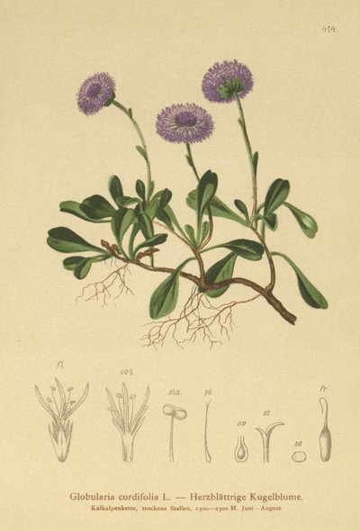 Hjertebladet Kugleblomst (Globularia cordifolia) af German School