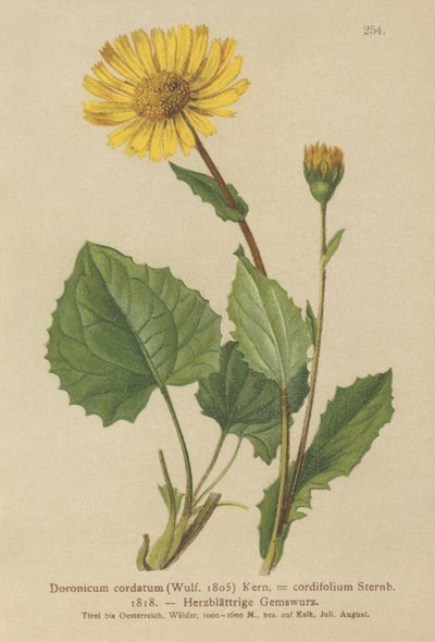 Hjertebladet Leopards Bane (Doronicum cordatum, Doronicum cordifolium, Aronicum cordatum) af German School