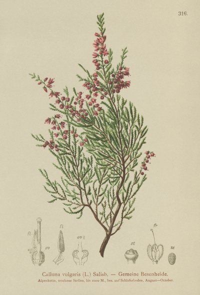 Hedelyng (Calluna vulgaris) af German School