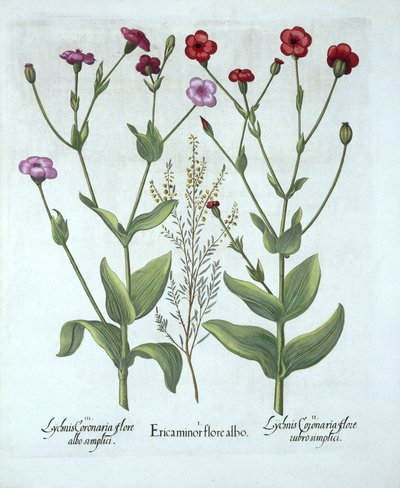Heather and Two Kinds of Lychnis, fra Hortus Eystettensis, af Basil Besler (1561-1629), pub. 1613 (håndkoloreret gravering) af German School