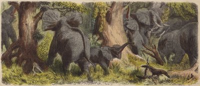 Flok elefanter i en afrikansk jungle (farvet indgravering) af German School