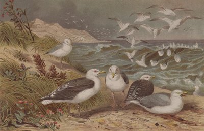 Sildemåge og sortryg, tallerken fra Brehms Tierleben: Allgemeine Kunde des Tierreichs, bind 6, s.108, udgivet af Bibliografisk Institut, 1892 af German School