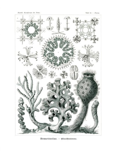 Hexactnellae, 1899-1904 af German School