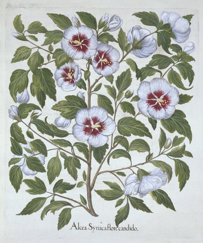 Hibiscus syriacus, fra Hortus Eystettensis, af Basil Besler (1561-1629), pub. 1613 (håndkoloreret gravering) af German School