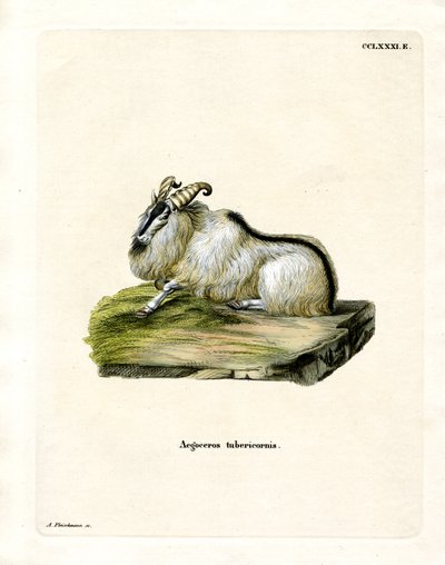 Himalaya Thar (farvet gravering) af German School