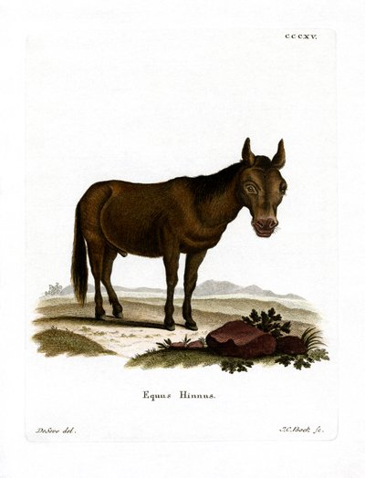 Hinny (farvet gravering) af German School