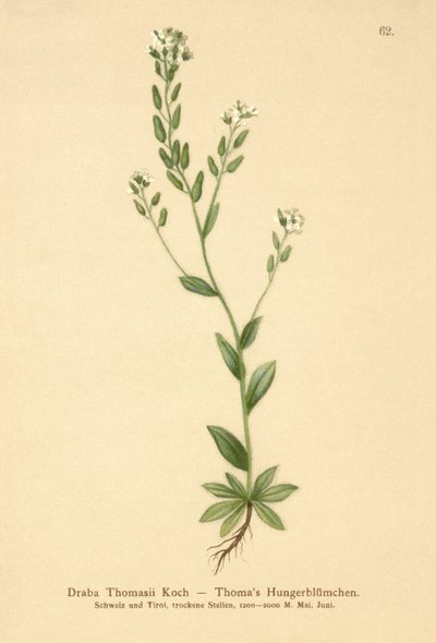 Håret hvidgræs (Draba Thomasii) af German School