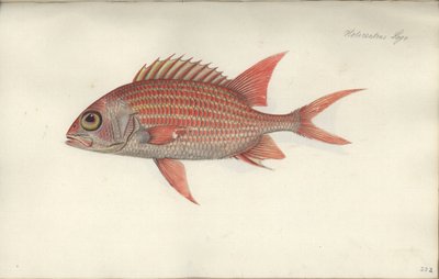 Holocentrus ascensionis, før 1790 (wc på papir) af German School