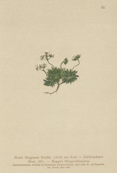 Hoppes Whitlow-grass (Draba Hoppeana, Draba Zahlbruckneri) af German School